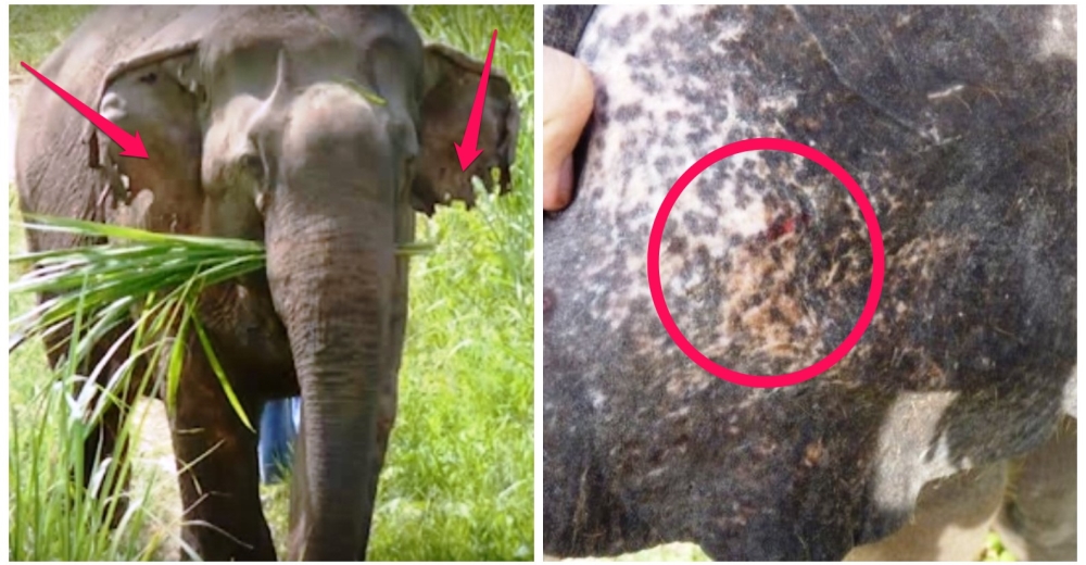 La triste realidad que hay detrás del video de un bebé elefante nadando