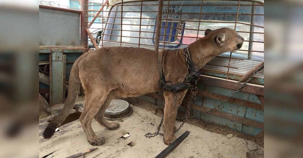 Puma de circo no puede creer que sí existe la libertad tras 20 años encadenado en una camioneta