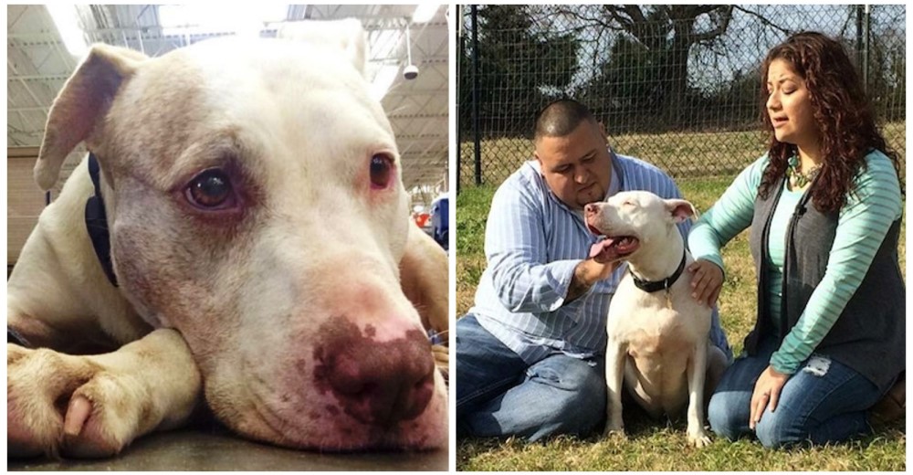 Esta perrita estuvo 1.100 días en un refugio y finalmente la espera terminó