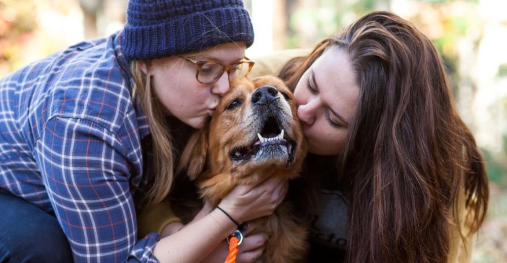 Crean un refugio para dar felicidad a los perros enfermos en sus últimos días