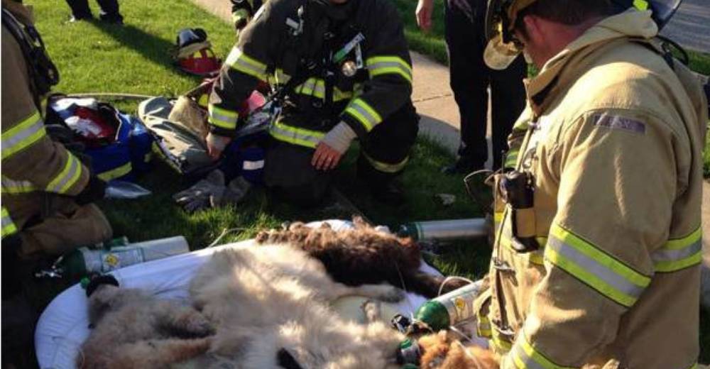 Un lamentable accidente cambia para siempre la vida de un gatito y 16 perros