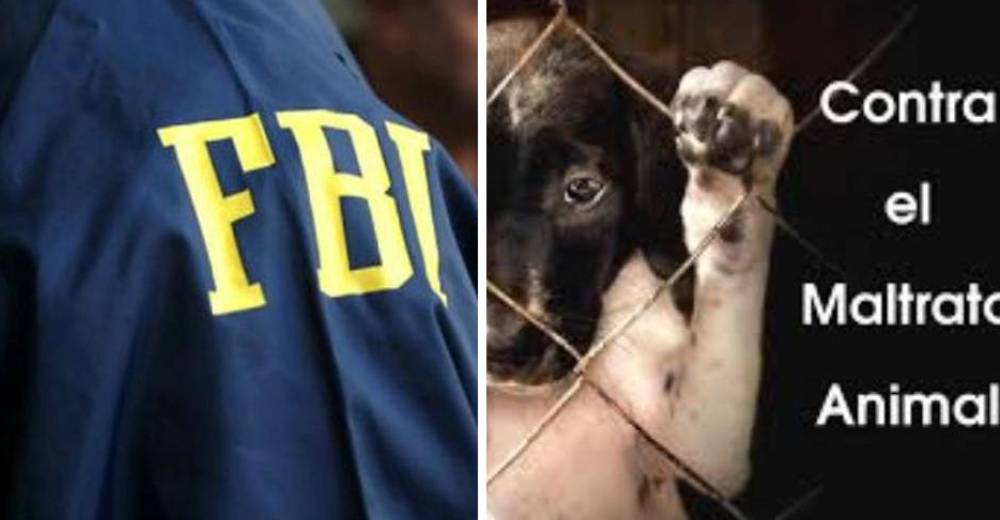 El FBI comienza a actuar contra casos de maltrato animal en Estados Unidos