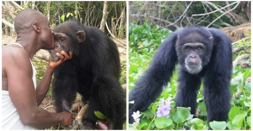 Un aldeano se convierte en el héroe de este chimpancé al sobrevivir a algo terrible