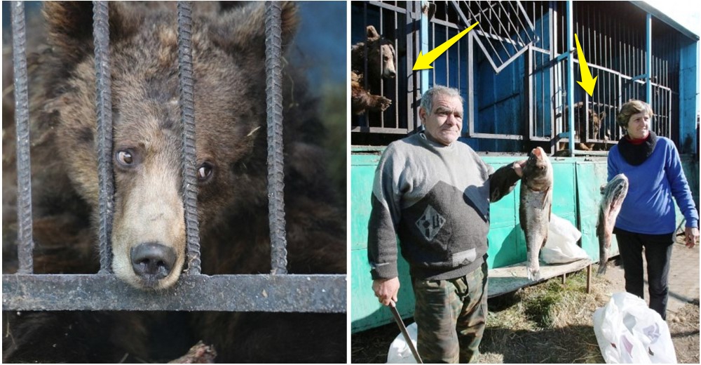 Una pareja de ancianos se desvive por mantener vivos a los animales de un zoo abandonado