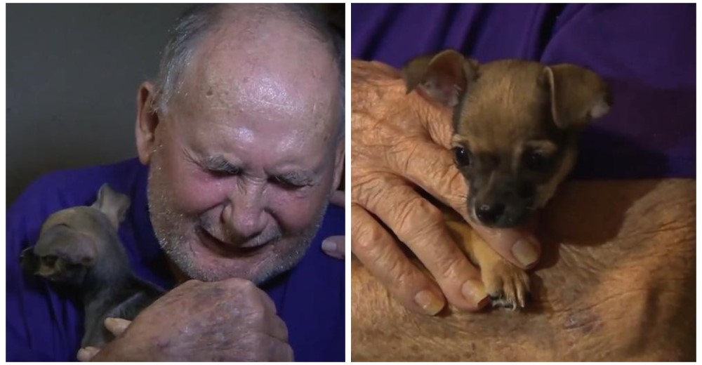 Un anciano tiene la más conmovedora reacción al recibir un cachorro después de perder al suyo