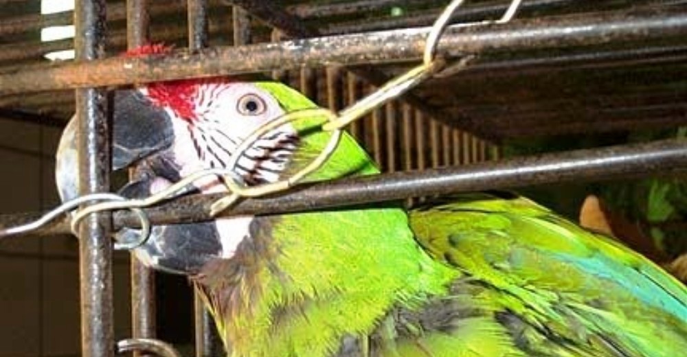 Injusticia – Aves que sufren una condena tras las rejas sin haber cometido algún delito