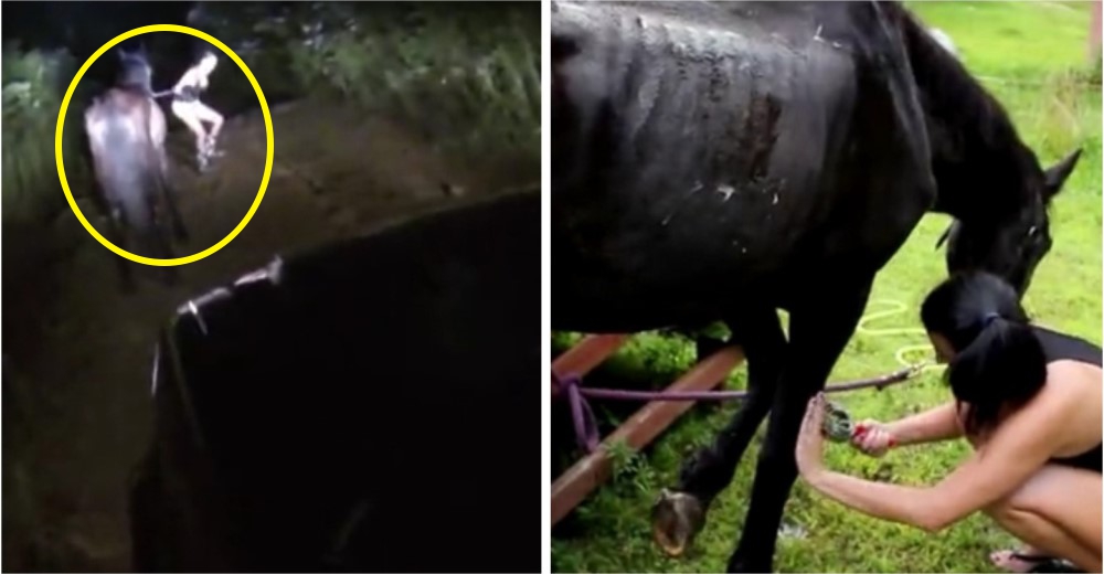 La conmovedora historia de un caballo rescatado a punto de morir…