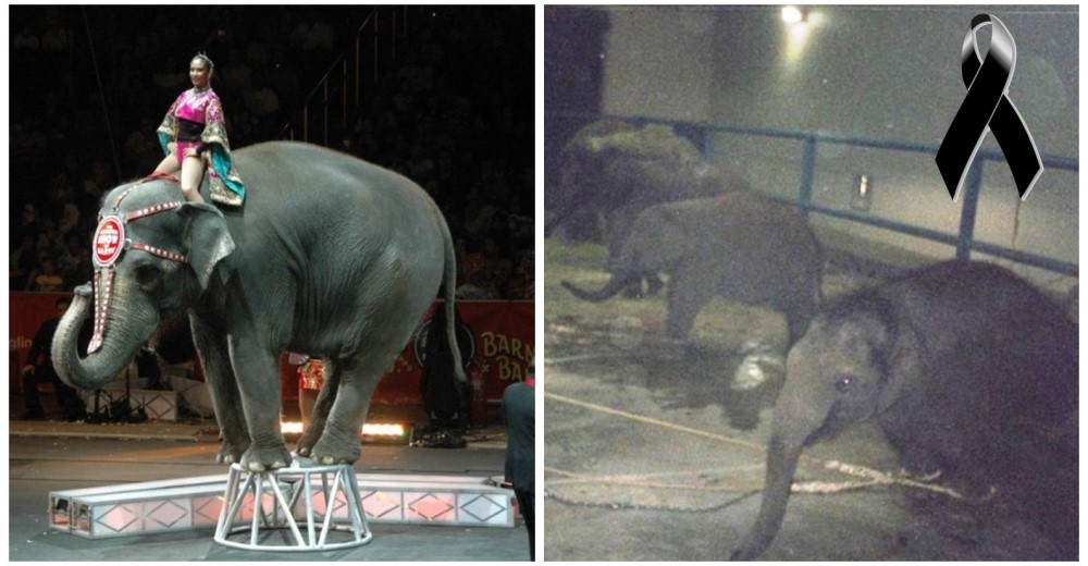 Mike, un pequeño elefante más que muere cautivo en un circo…