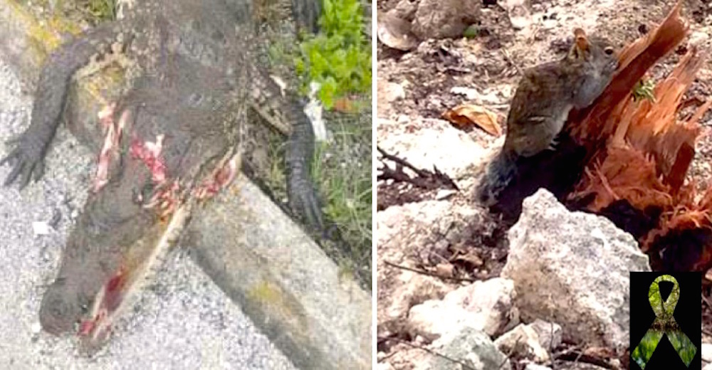 Tragedia – Destruyen un manglar en México, acabando con la vida de muchos animales