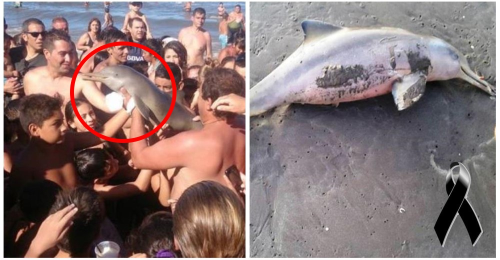 ¡Es desgarrador! Muere un delfín bebé porque lo sacaron del mar para tomarse fotos con él