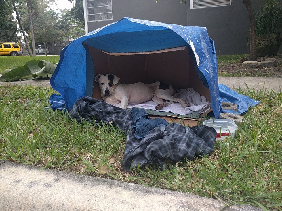 perro espera por dueño 1