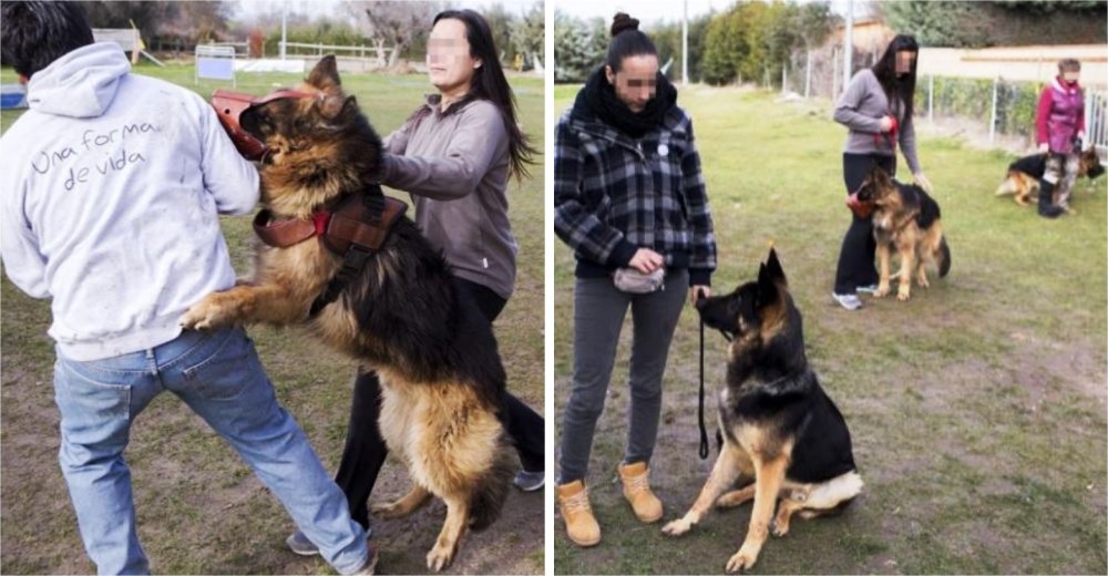 15 mujeres españolas víctimas de violencia de género cuentan con el mejor guardián: un perro