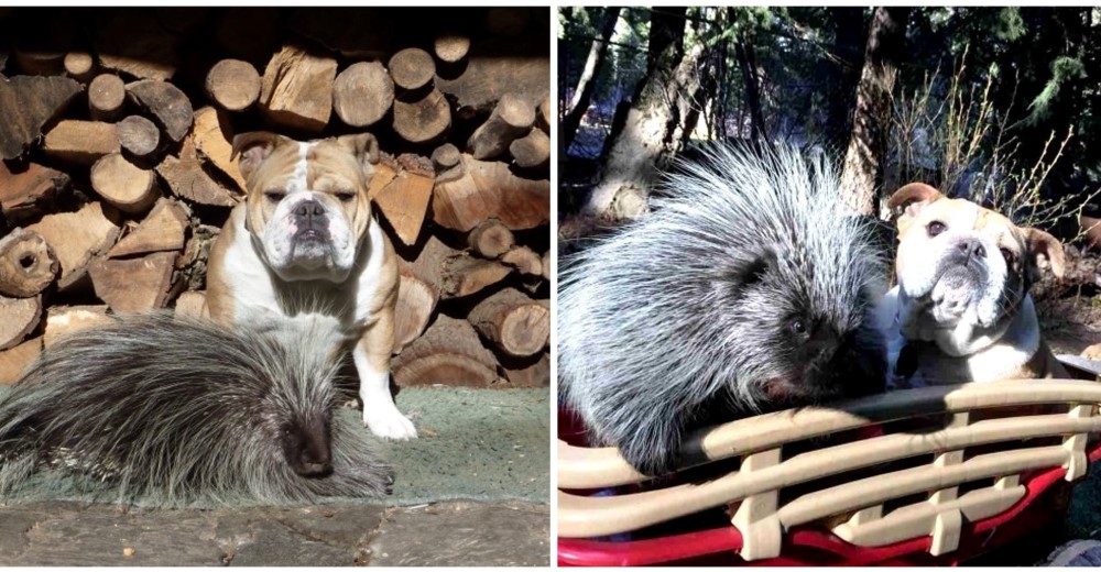 Increíble – Un puercoespín rescatado conive de la manera más natural con dos bulldogs