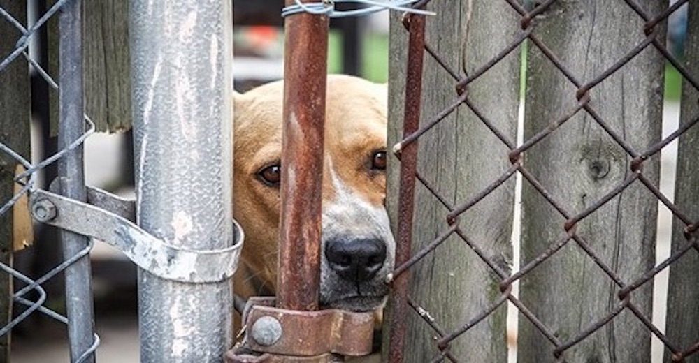 Un refugio está disparando a los perros y es totalmente legal