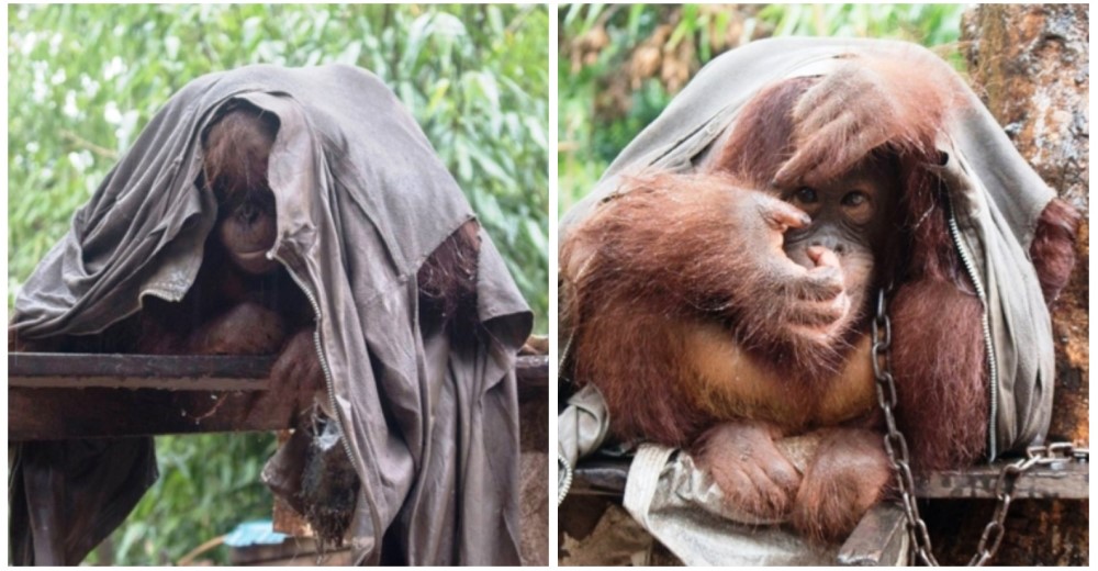 Esta pequeña orangután sufrió encadenada a un árbol durante 2 años