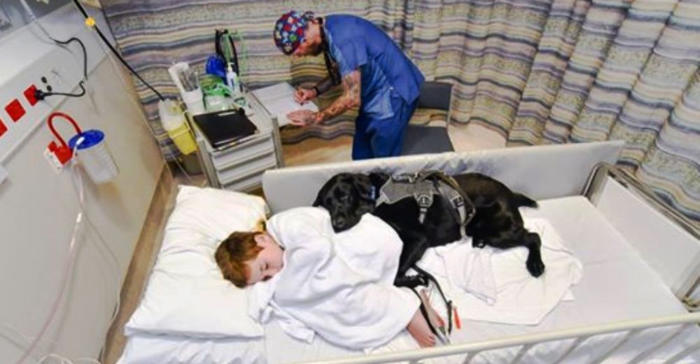 Captan al perro que insistió que le dejaran acompañar a su hermano con autismo en el hospital