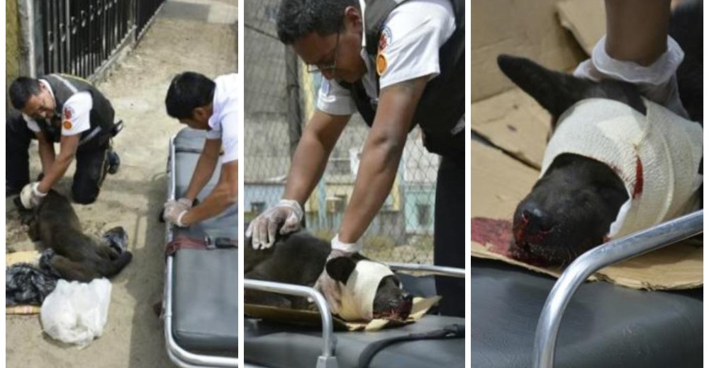 Dos bomberos fueron más allá de su deber para salvar a un pobre perrito atropellado