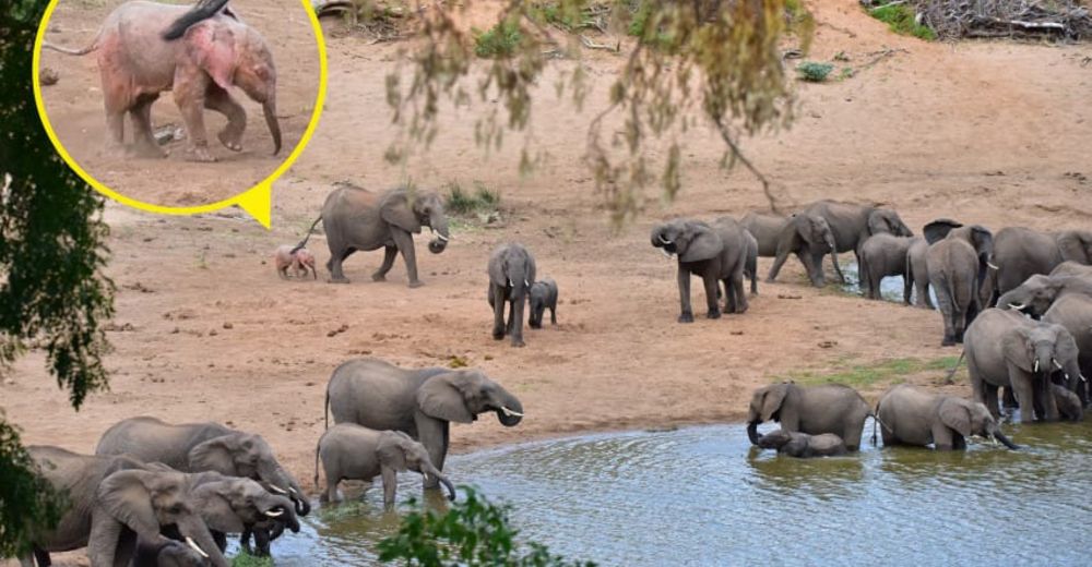 Ternura infinita – Un extraño bebé elefante se convierte en el más adorable de esta manada