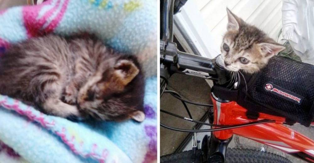 Alguien sin alma abandonó a esta gatita – Casi muere pero un ángel se detuvo para salvarla