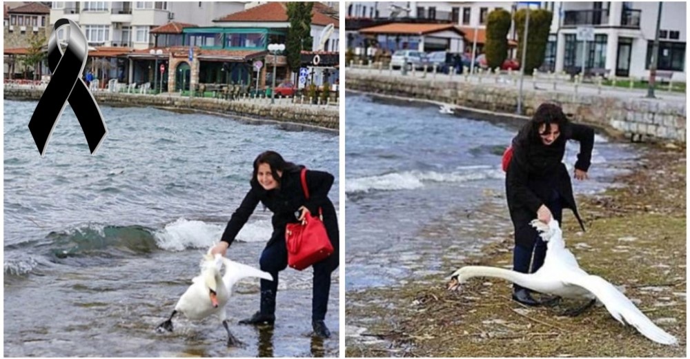 Asesinó a un cisne porque el pobre animal se resistía a aparecer en su estúpida foto