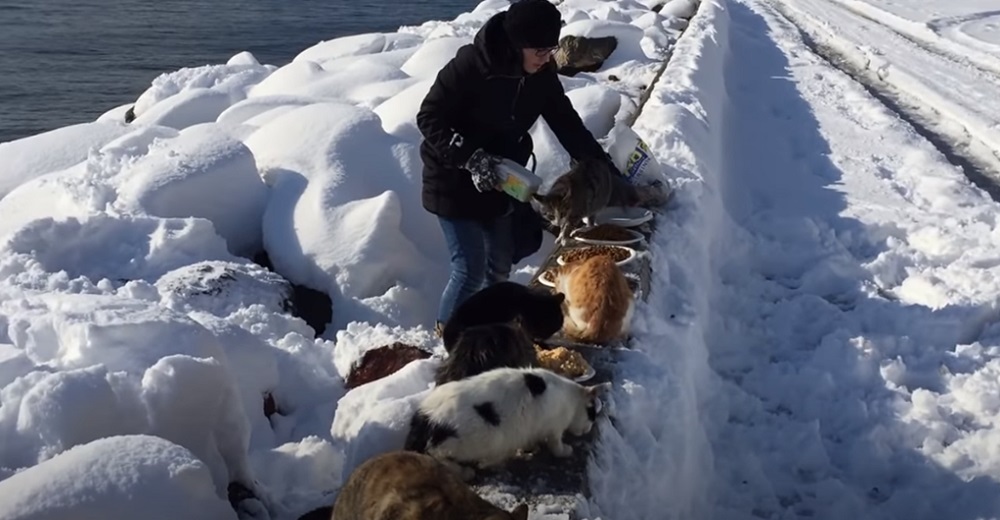 Graban el acto de una mujer con más de 300 gatos en gélidas temperaturas en la nieve