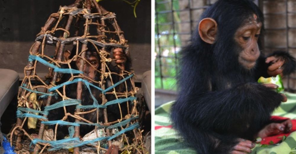 Un chimpancé bebé estaba en una JAULA y ni siquiera podía moverse… hasta que lo salvaron