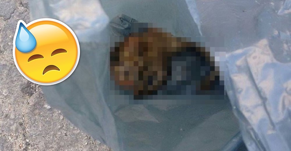 Descorazonador – Esta profesora encontró algo increíble en una bolsa de basura