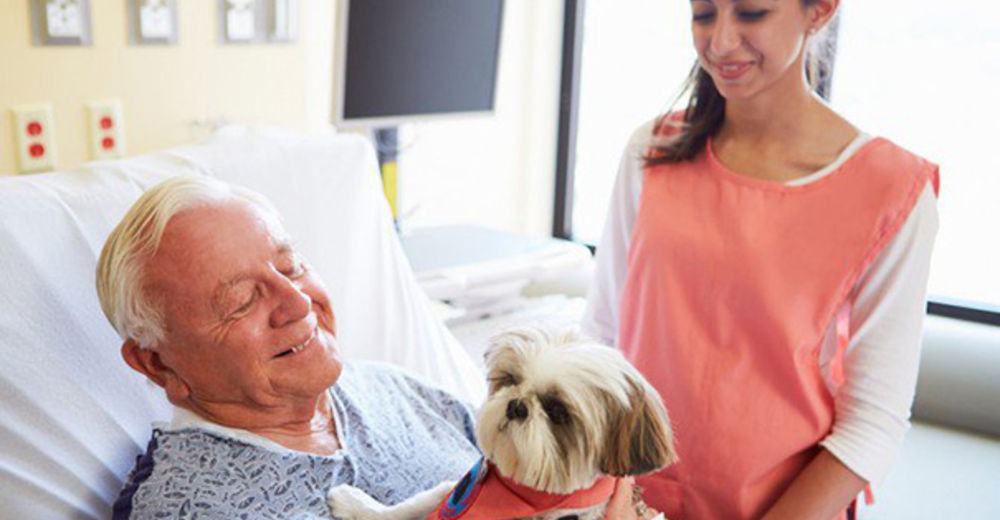 Grandioso – En este hospital las personas enfermas pueden ver a sus mascotas