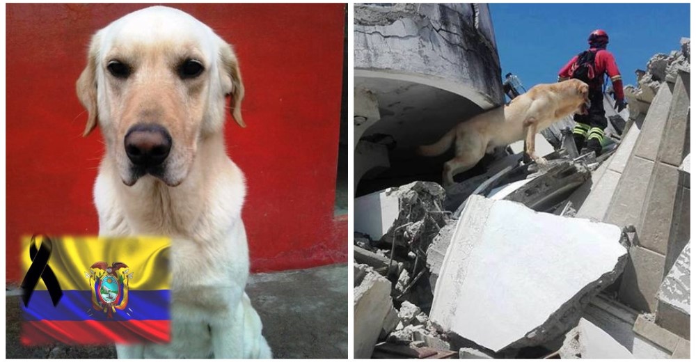 Se fue un héroe – Dayko, el perro que encontró a 7 víctimas del terremoto de Ecuador