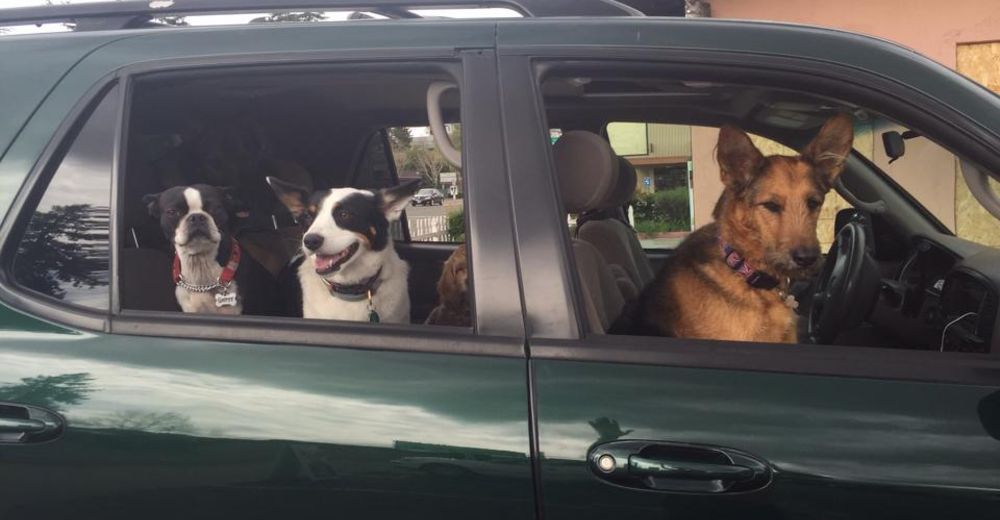 Este paseador de perros es EXTRAORDINARIO y sus caminatas son en lugares… fuera de serie