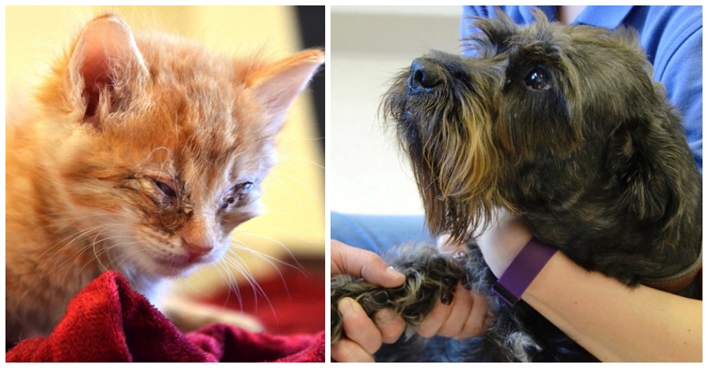 Valiente perrita les devuelve la vista a gatitos ciegos con el gesto más asombroso de amor