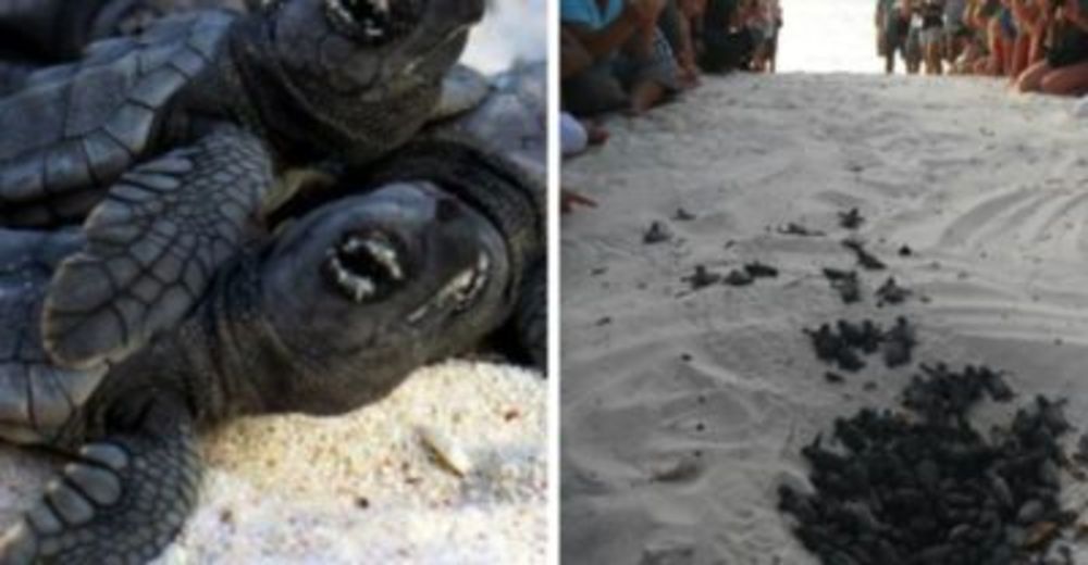 ADMIRABLE – Formaron una pared humana para que las tortugas bebés llegaran al mar