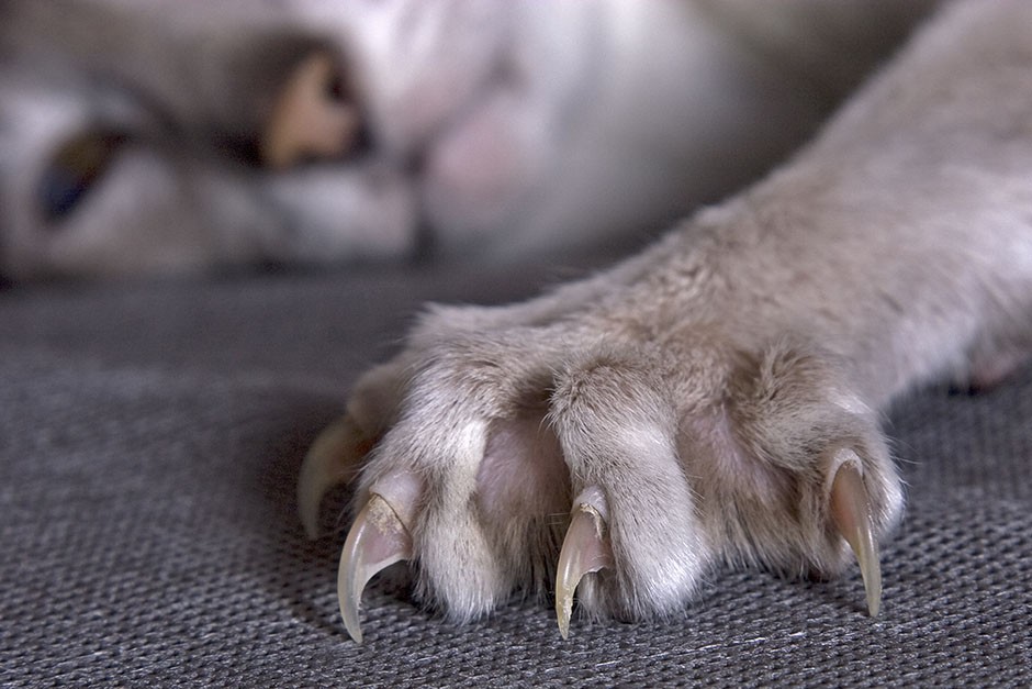 Es Malo Cortar Las Uñas A Los Gatos