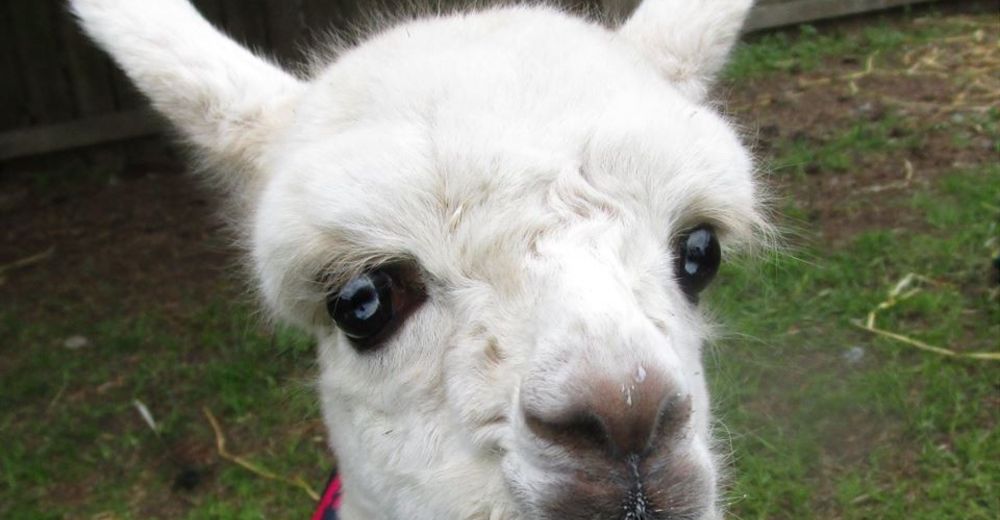 Una alpaca bebé encuentra un hermano mayor en el momento más difícil de su vida – CONMOVEDOR