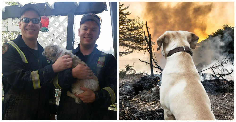 Muchos animales sufrieron en los incendios, pero gracias a estos ángeles su destino es diferente