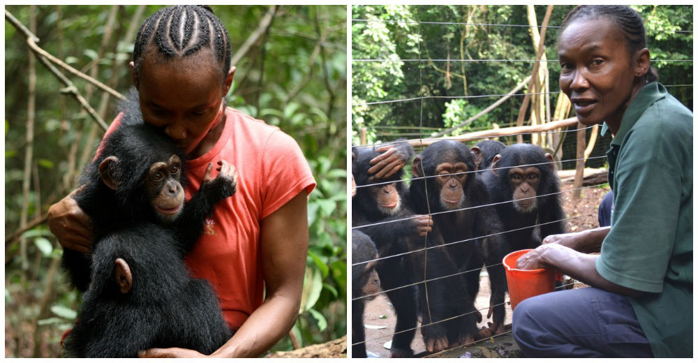 Admirable – Una mujer se convierte en la madre adoptiva de más de 50 chimpancés huérfanos