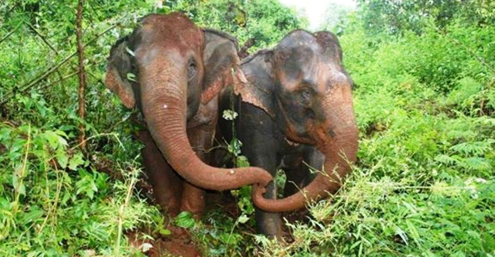 Este elefante ciego llora la irreparable pérdida de su mejor amiga, que era la luz de sus ojos