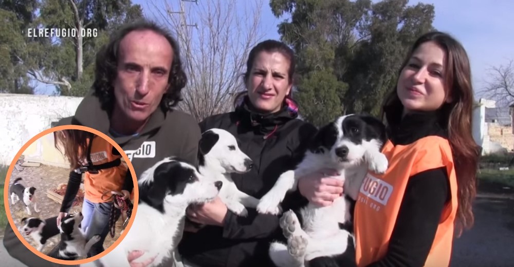 Una familia de 3 perritos sufría en una casa abandonada… Pero El Refugio cambió su destino