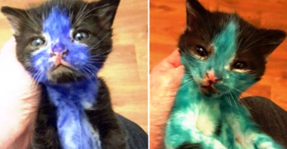 Pintan de azul y verde a dos inocentes gatitos, querían que se parecieran a Pitufo y Shrek