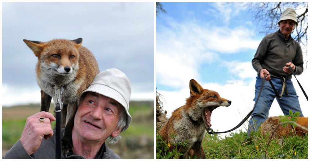 La conmovedora historia de Gibbons y sus 2 adorables y particulares amigos peludos