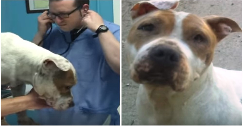 Katy, la perrita que solo conocía el dolor y el sufrimiento, fue rescatada por unos ángeles