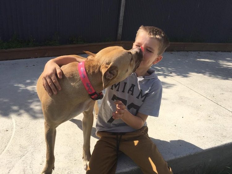 niño conquista confianza pitbull rescatada 2