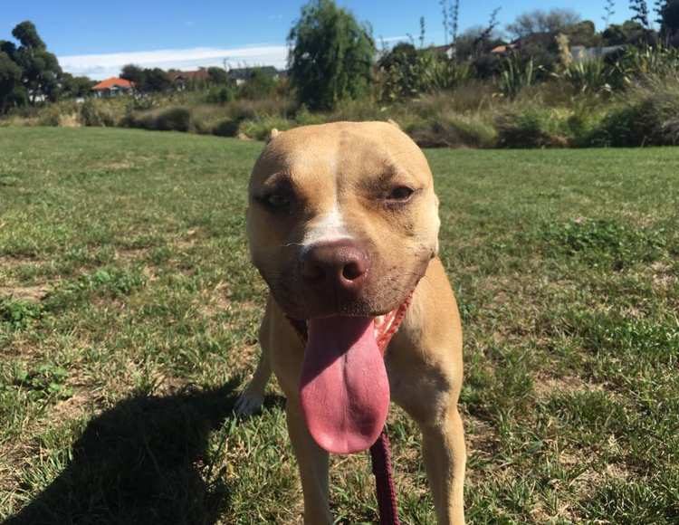 niño conquista confianza pitbull rescatada 3