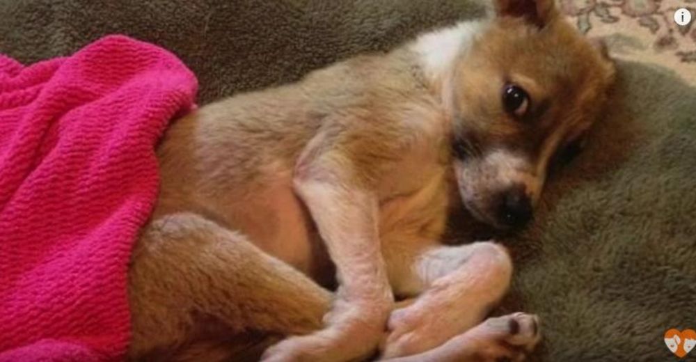 Esta perrita estaba al borde de la muerte, pero un verdadero acto de amor la salvó – INCREÍBLE