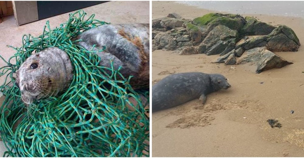 Héroes – El impactante rescate de una foca que estaba atrapada en una red de pesca