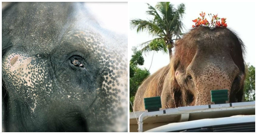 La conmovedora historia de Sontoya, un elefante que por fin recuperó su libertad