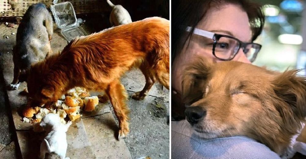 Dos bravucones dejaron ciego a este indefenso animal… Pero un ángel cambió su vida