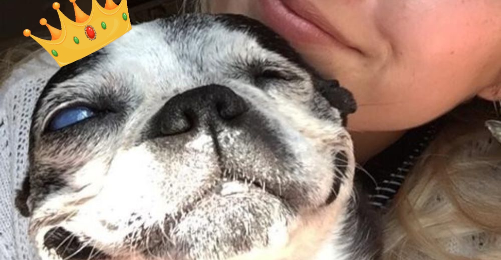 Una perrita de 13 años demuestra que ser feliz es posible a pesar de sus continuos infortunios