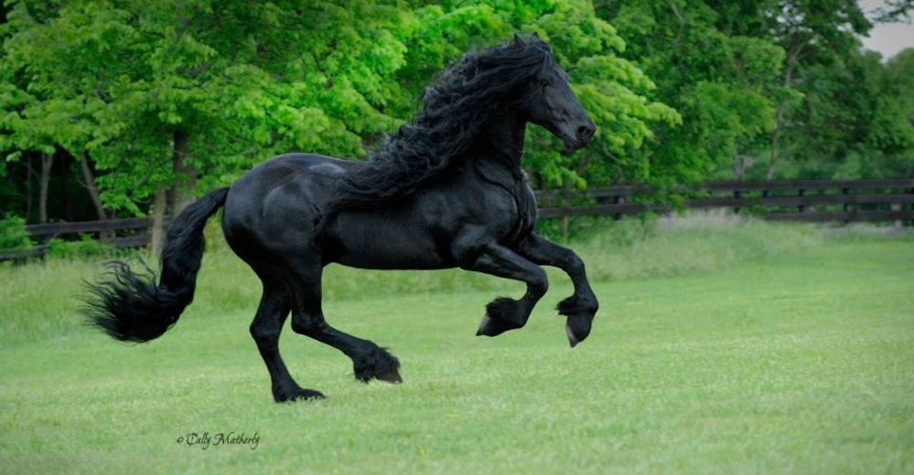 «Frederik The Great», el caballo más hermoso del planeta… Su cabellera es la envidia de todos