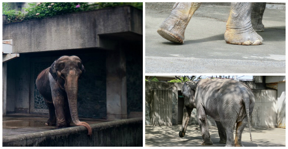 La triste historia de la elefanta que vivió más de 60 años sola en una jaula de un zoo de Japón